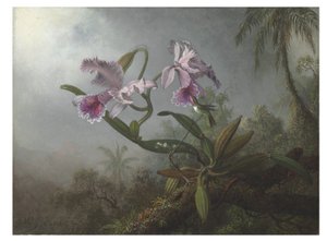 Růžové orchideje a kolibřík na větvičce, 1875 od Martin Johnson Heade