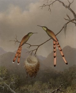  od Martin Johnson Heade