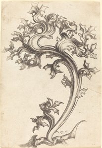 Bodlák Ornament od Martin Schongauer