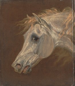 Hlava šedého arabského koně od Martin Theodore Ward