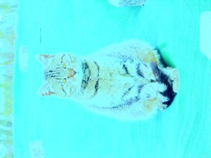 Kitty od Martina Konitzky