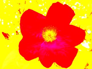 Pop-taiteen kunnianosoitus Andy Warholille od Martina Konitzky