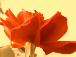 Rose Digital Art od Martina Konitzky