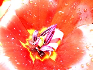 tulipány od Martina Konitzky