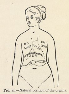 „Přirozená poloha orgánů“. Jednoduchý diagram některých vnitřních orgánů ženy; V kapitole o správném držení těla.
