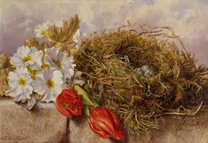 Zátiší z rozkvetlých tulipánů a ptačí hnízdo na římse (tužka a akvarel)