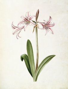 (Amaryllis) Vittata Formosa od Mary Elizabeth Rosenberg