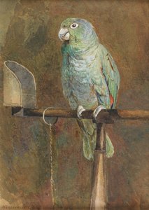 Papoušek Polly od Mary Forster