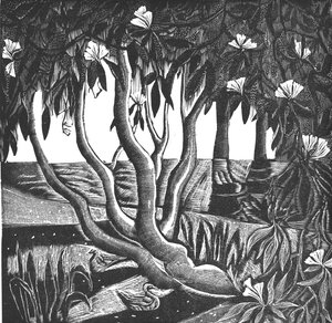 Rhododendrons, Holland Park, 2006 (vinylgravírování) od Mary Kuper