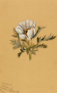 (Bez názvu) (studie květin) od Mary Vaux Walcott