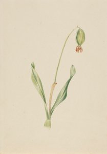 (Bez názvu) (Studie rostlin) od Mary Vaux Walcott
