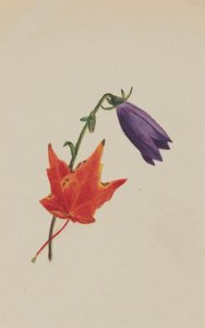 (Bez názvu) od Mary Vaux Walcott