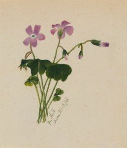 (Bez názvu) od Mary Vaux Walcott