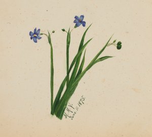 (Bez názvu) od Mary Vaux Walcott