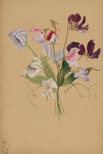 (Bez názvu - studie květin) od Mary Vaux Walcott