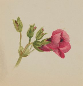 (Bez názvu - studie květin) od Mary Vaux Walcott