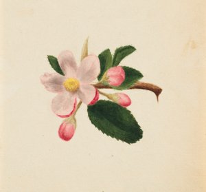 (Bez názvu - studie květin) od Mary Vaux Walcott