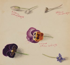(Bez názvu - studie květin) od Mary Vaux Walcott