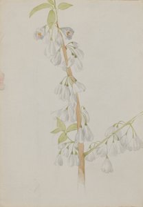 (Bez názvu - studie květin) od Mary Vaux Walcott