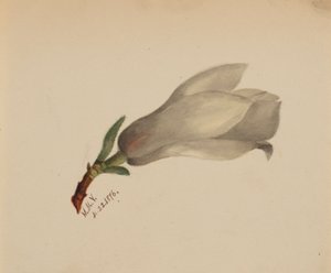(Bez názvu - studie květin) od Mary Vaux Walcott