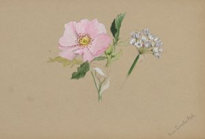 (Bez názvu - studie květin) od Mary Vaux Walcott