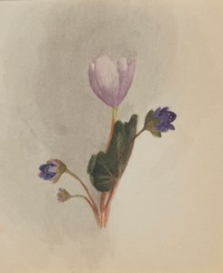 (Bez názvu - studie květin) od Mary Vaux Walcott