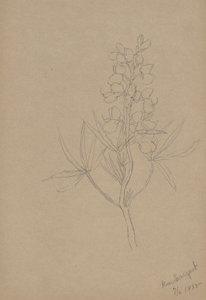 (Bez názvu - studie květin) od Mary Vaux Walcott