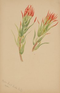 (Bez názvu - studie rostlin) od Mary Vaux Walcott