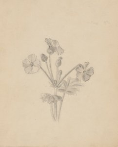 (Bez názvu - studie rostlin) od Mary Vaux Walcott