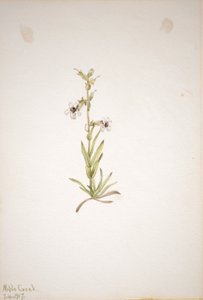(Bez názvu - studie rostlin) od Mary Vaux Walcott