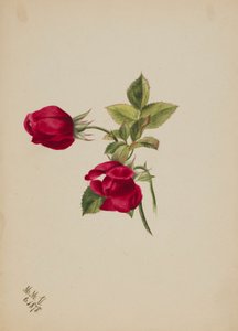 (Bez názvu--Rose) od Mary Vaux Walcott