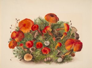 (Bez názvu - studie hub) od Mary Vaux Walcott