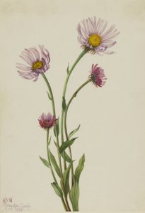 Aljašský blešník (Erigeron salsuginosus) od Mary Vaux Walcott