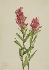 Alberta Paintbrush (Catilleja miniata) od Mary Vaux Walcott