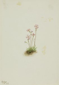 Prvosenka albertská (Primula maccalliana) od Mary Vaux Walcott