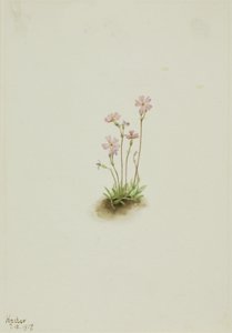 Alberta Primrose Primula maccalliana, 1917. od Mary Vaux Walcott