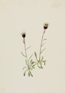 Aleutský blešák Erigeron unalaschensis, n.d. od Mary Vaux Walcott