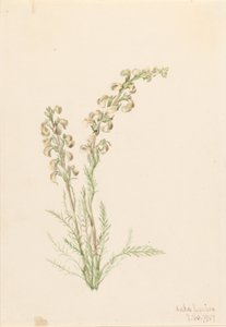 Kapradina alpská (Pedicularis contorta) od Mary Vaux Walcott