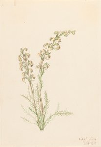Alpine Fernlife Pedicularis contorta, 1907. od Mary Vaux Walcott