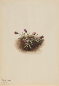 Pcháč alpský (Erigeron unalaschcensis) od Mary Vaux Walcott