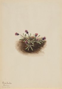 Alpine Fleabane Erigeron unalaschcensis, 1916. od Mary Vaux Walcott