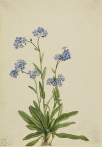 Zapomenutka alpská (Myosotis alpestris) od Mary Vaux Walcott