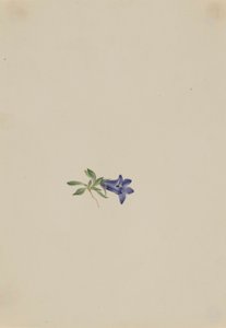Zajíc alpský (Campanula lasiocarpa) od Mary Vaux Walcott