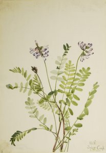 Kozinec alpský (Astragalus alpinus) od Mary Vaux Walcott