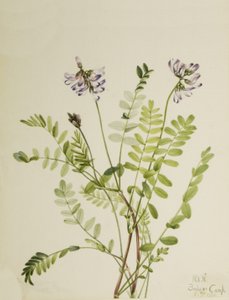 Milkvetch alpský Astragalus alpinus, 1921 od Mary Vaux Walcott