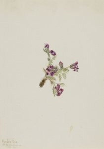 Ostrožka alpská (Oxytropis podocarpa) od Mary Vaux Walcott