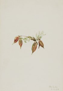 Ostrožka alpská (Oxytropis podocarpa)