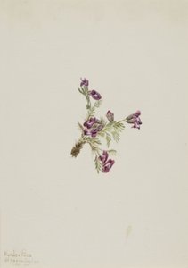 Alpine Pointvetch Oxytropis podocarpa, 1916. od Mary Vaux Walcott