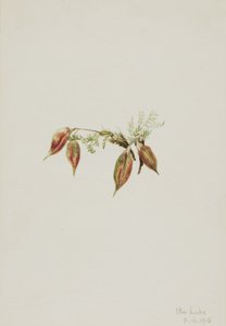 Alpine Pointvetch Oxytropis podocarpa, 1918. od Mary Vaux Walcott
