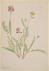 Vachta alpská (Astragalus bourgovii) od Mary Vaux Walcott